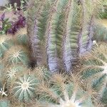 Parodia magnifica Агульны выгляд