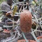 Banksia pilostylis