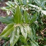 Sarcococca pruniformis Fuelha