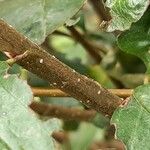 Cotoneaster multiflorus Bark