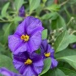 Lycianthes rantonnetii Fula