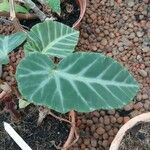 Begonia angularis Leaf