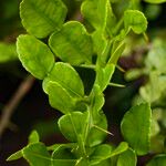 Citrus hystrix Leaf