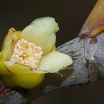 Garcinia neglecta फल