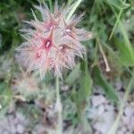 Trifolium stellatum Flower