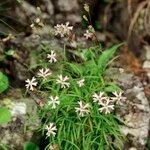 Silene campanula Plante entière