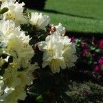 Rhododendron fletcherianum Flor