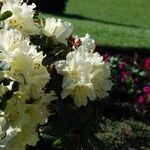 Rhododendron fletcherianum Kvet