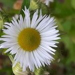 Erigeron annuus (L.) Desf.Outro