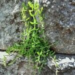 Sedum sarmentosum Leaf