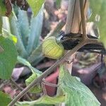 Physalis peruvianaFruit