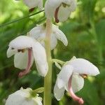 Pyrola rotundifolia Flor