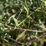 Symphyotrichum oblongifolium पत्ता