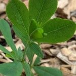 Baptisia australisBlatt