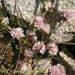 Armeria multiceps Hábito