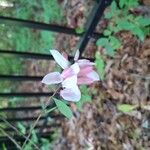 Indigofera decora Flor