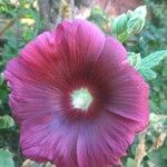 Alcea rosea花