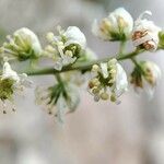 Reseda glauca Flower