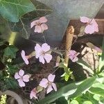 Gypsophila vaccariaFlower