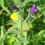 Echium sabulicola Blatt