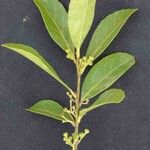 Ilex affinis Leaf