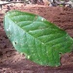 Poecilanthe hostmannii Hoja