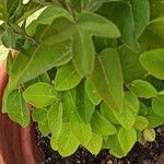 Passiflora caerulea Hoja