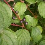 Cornus sanguineaFruto