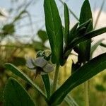 Trichodesma indicum Flower