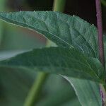 Acmella uliginosa Leaf