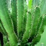 Euphorbia abyssinica 葉