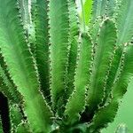 Euphorbia abyssinica Blatt