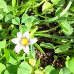 Romulea ramiflora Kvet