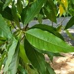 Magnolia champaca Ліст