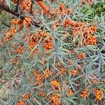 Hippophae rhamnoides Flower