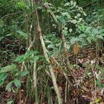 Xylopia rubescens Habit