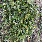 Ranunculus hederaceus 花