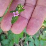 Cuphea ericoides Flor