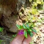 Cuphea hyssopifolia Blüte