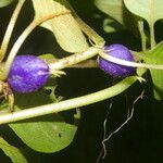 Coccocypselum herbaceum Цвят