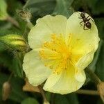 Helianthemum × sulphureum Flor