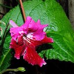 Streptocarpus primulifolius Kukka