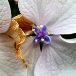 Hydrangea spp. অন্যান্য