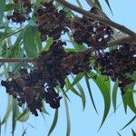 Acacia auriculiformis Owoc