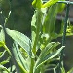 Gypsophila elegans Лист