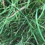 Equisetum ramosissimum List