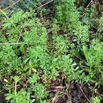 Galium verrucosum Blad