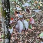 Vaccinium arboreum Leaf