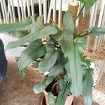 Philodendron hastatum Hoja