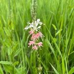 Oenothera suffrutescens പുഷ്പം